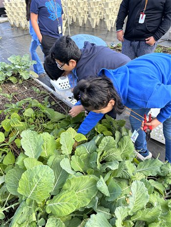 🍓 [운영 중단] 사바팜 (사바파무) 이미지 4